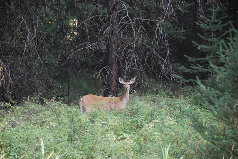 Mission Mountain Wilderness Videos